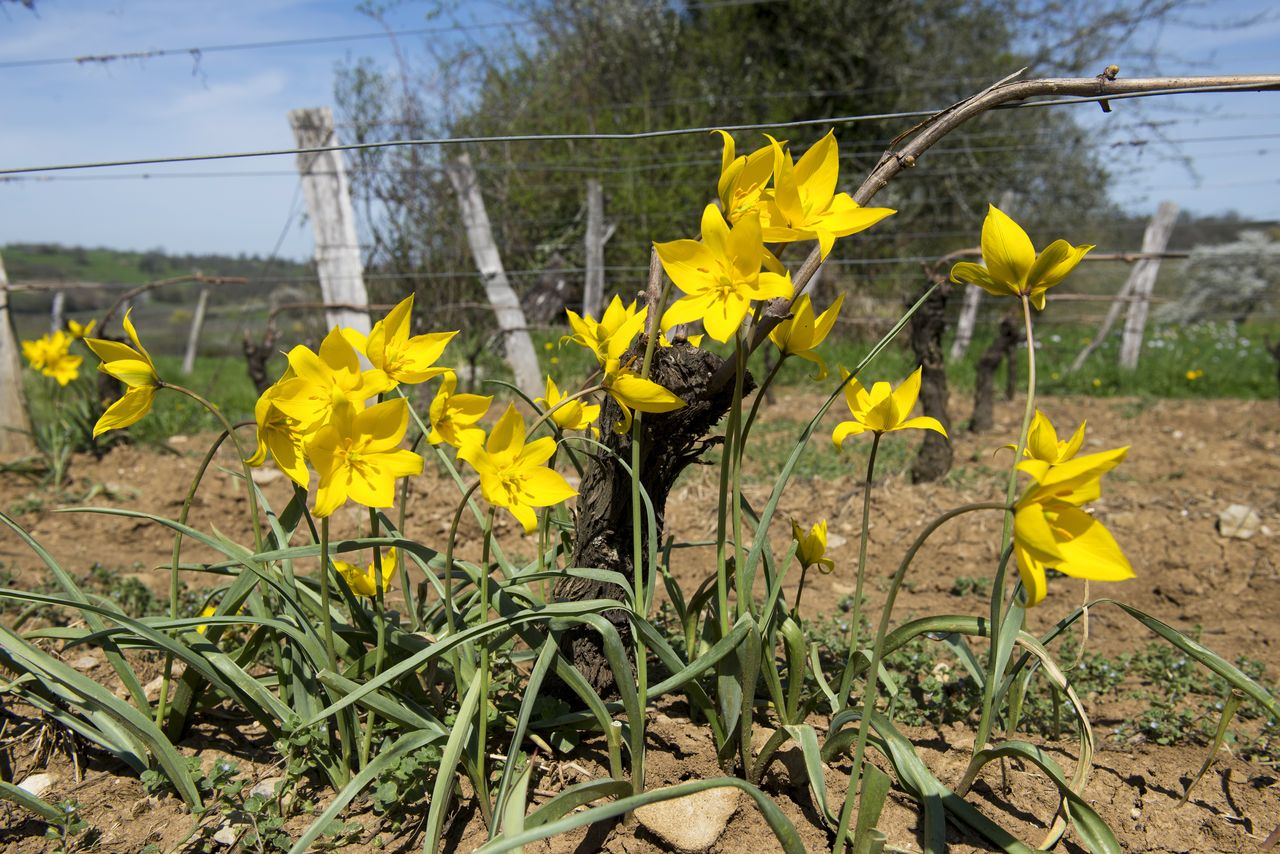 Flore Tulipe de vigne Tul_0464